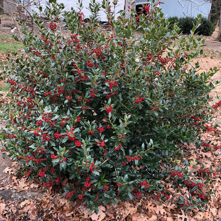 Plant image Ilex cornuta