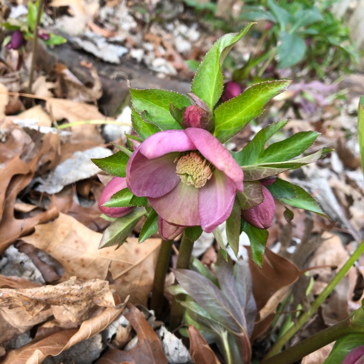 plant image 1434349 plant image 1434349