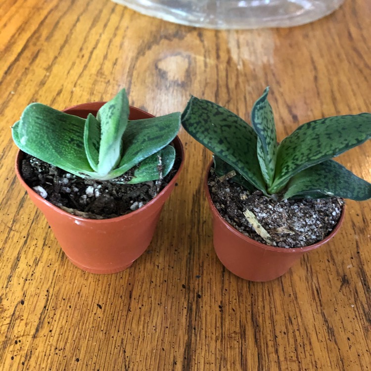 plant image 1445570