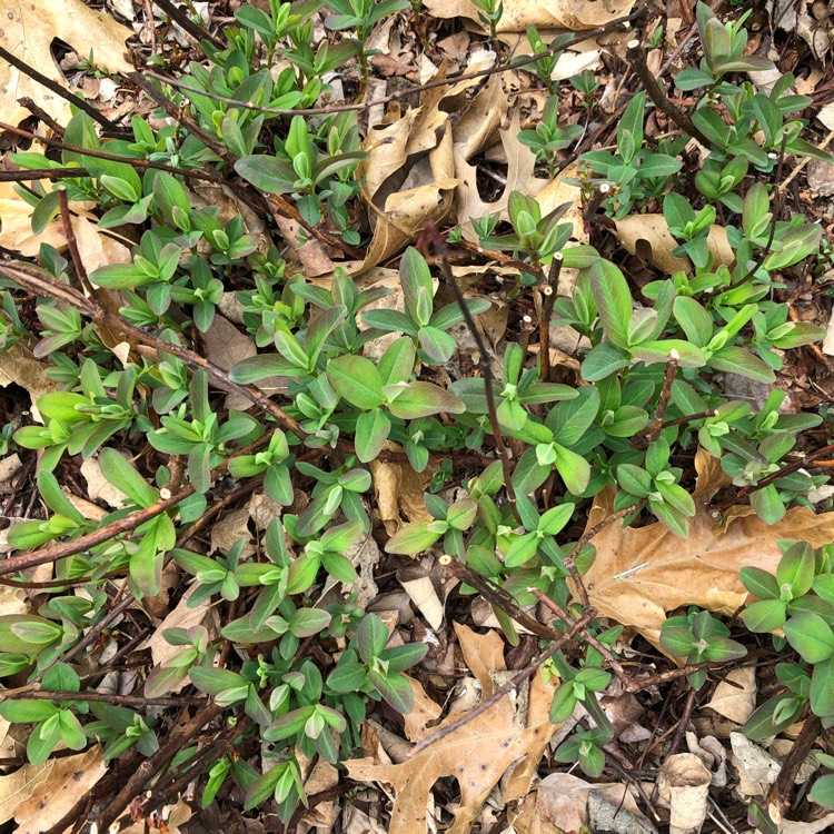 Plant image Hypericum aegypticum