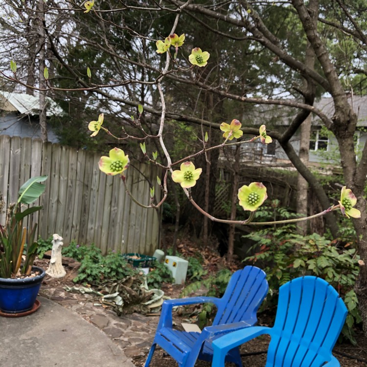 Plant image Cornus Florida