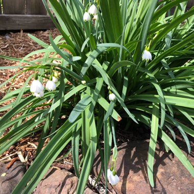 Leucojum