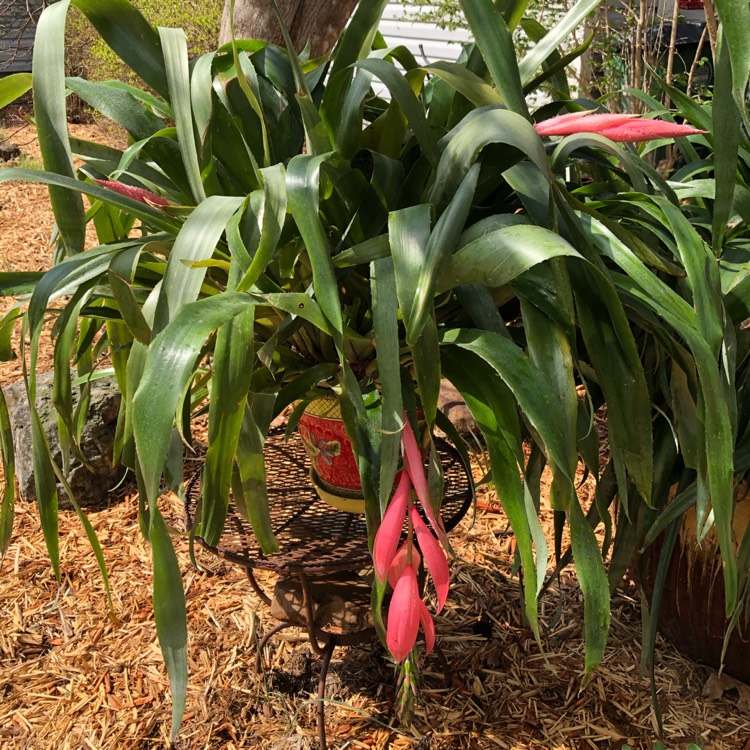 plant image 1455423 plant image 1455423