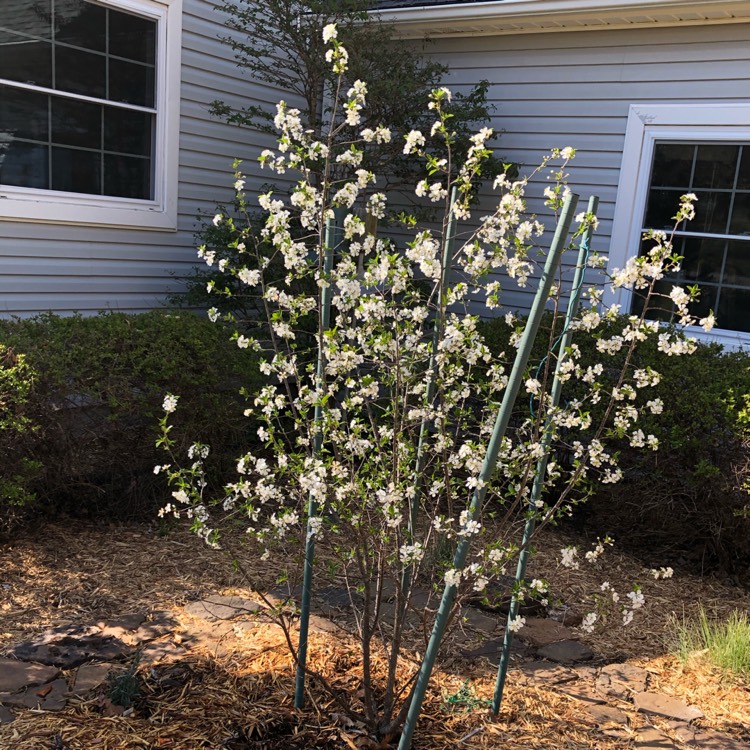 Plant image Prunus x kerrasis 'Juliet'