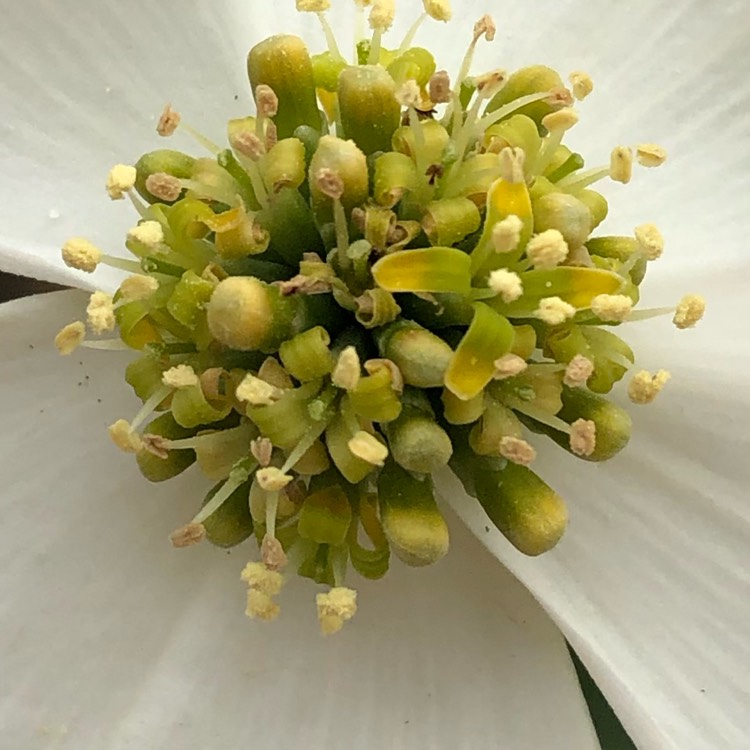 plant image 1463206