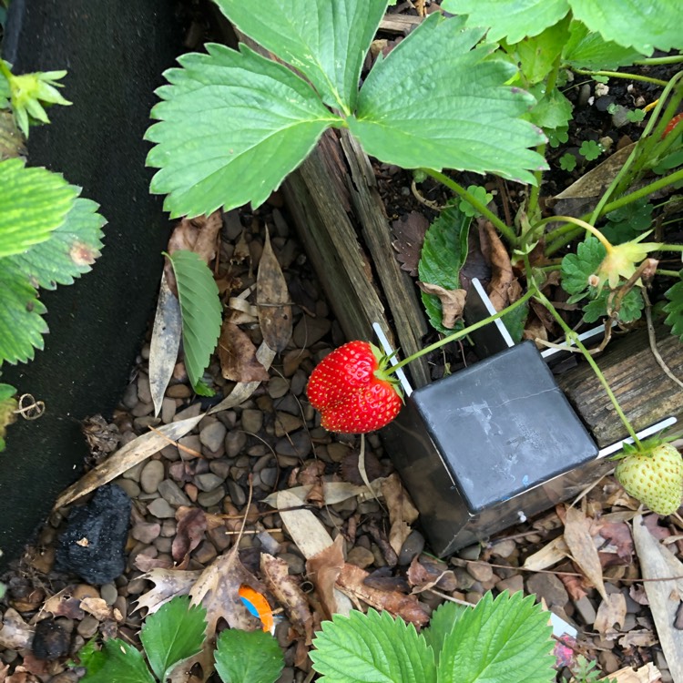 Plant image Fragaria x ananassa 'Ozark Beauty'