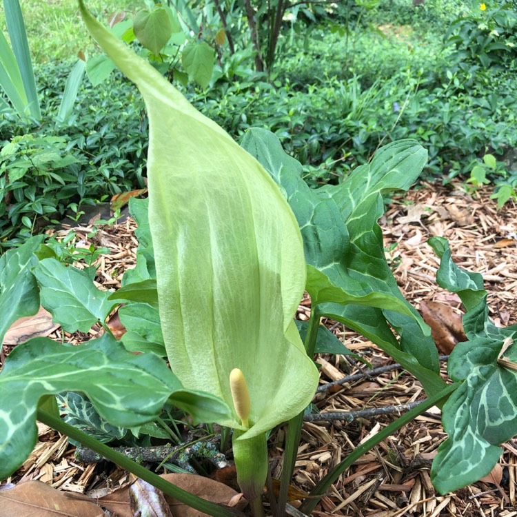 plant image 1478009 plant image 1478009