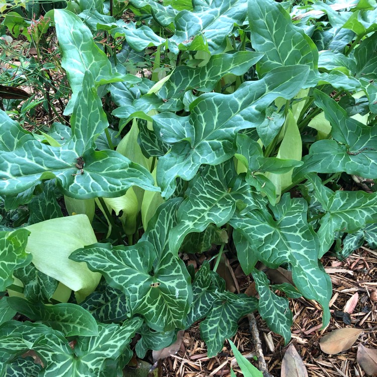 plant image 1478010