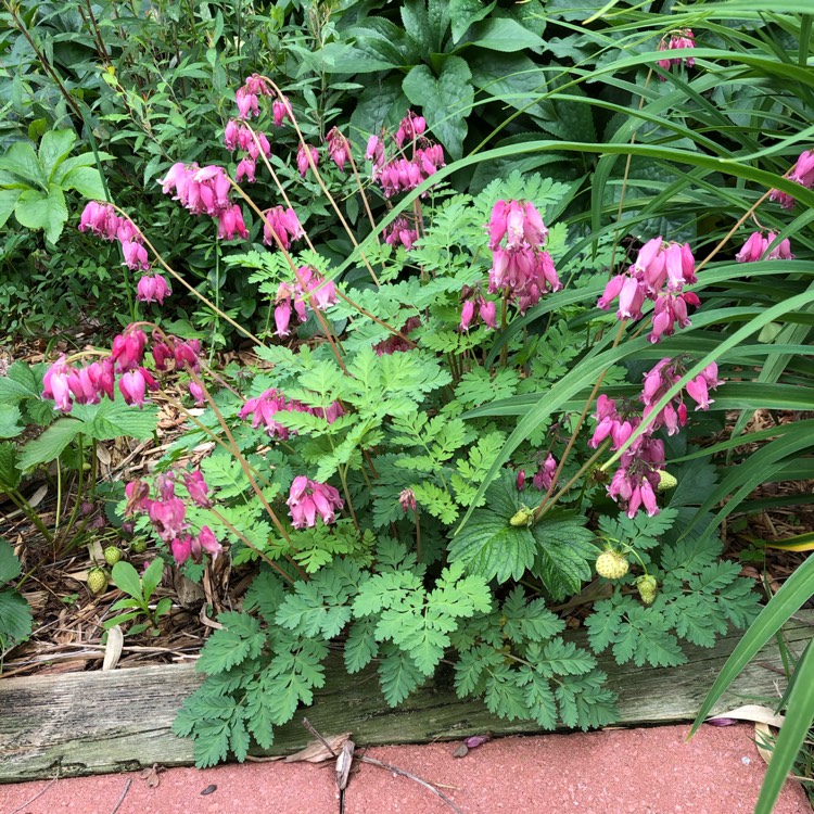 Plant image Dicentra formosa 'Luxuriant'