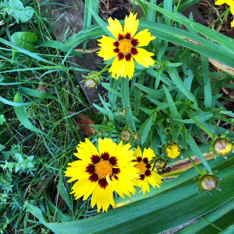 Plant image Coreopsis lanceolata 'Sterntaler'