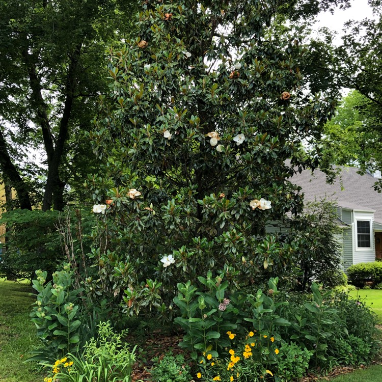 plant image 1490958