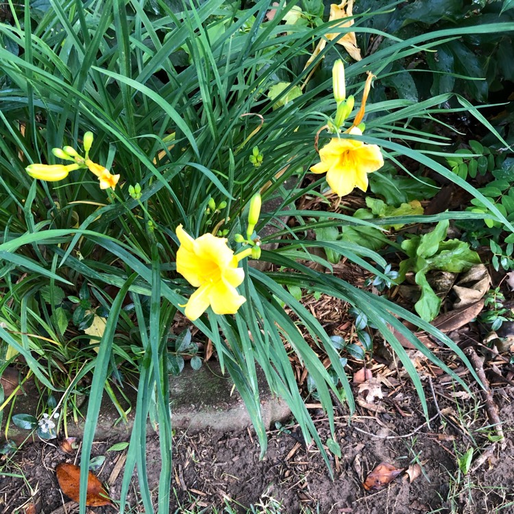 plant image 1490960