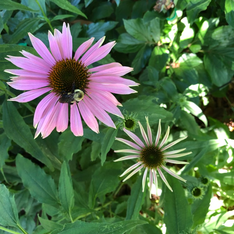plant image 1495969