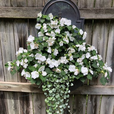 Dichondra argentea 'Silver Falls'