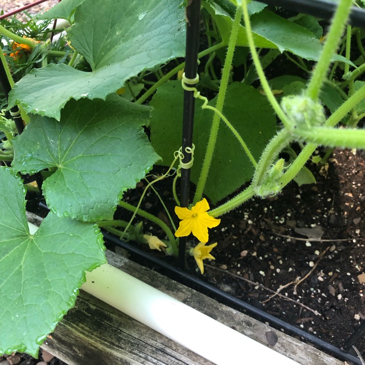 Plant image Cucumis sativus 'Burpless'