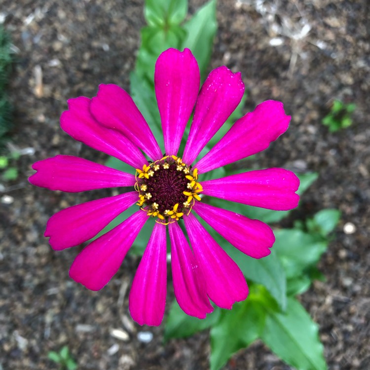 plant image 1507205 plant image 1507205
