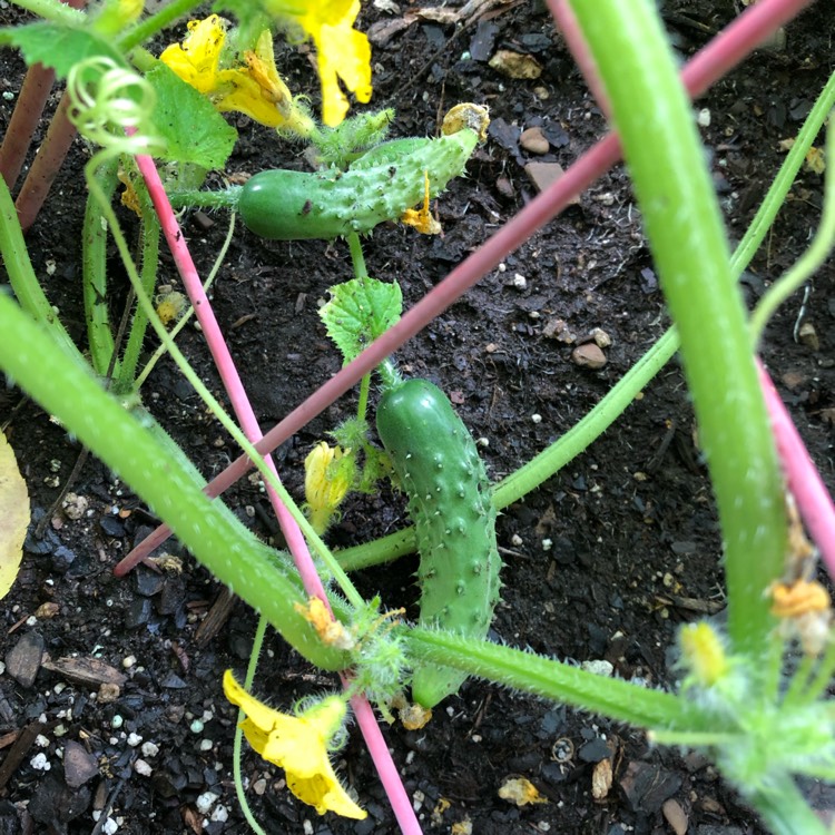 Plant image Cucumis Sativus 'Marketmore'