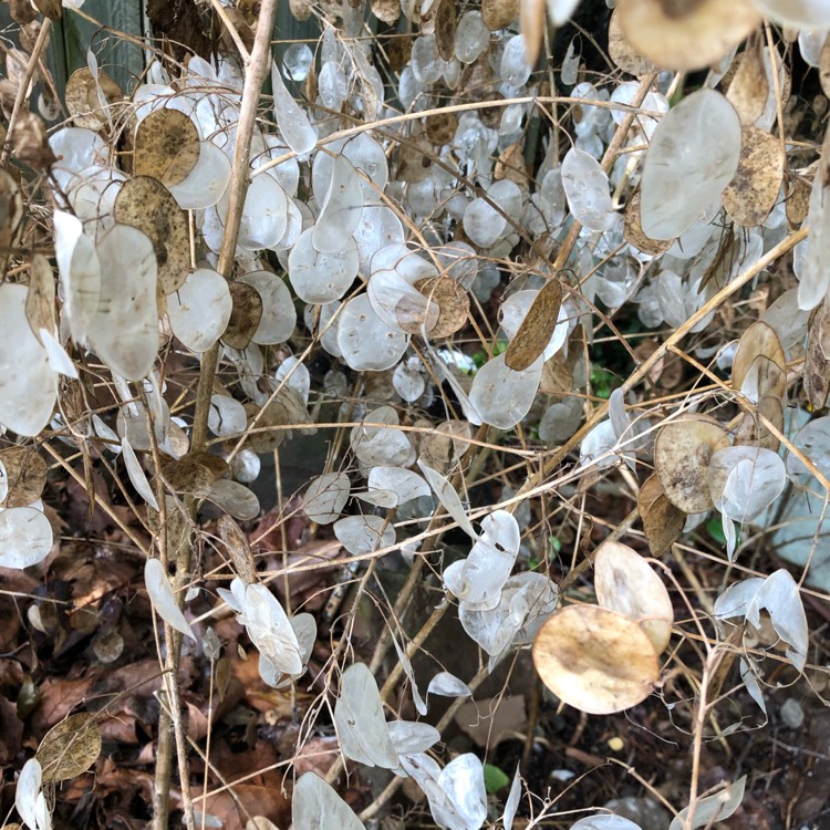 Plant image Lunaria rediviva