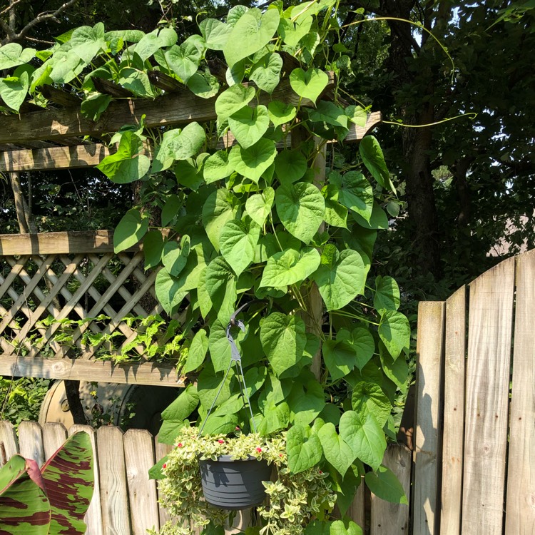 plant image 1512360