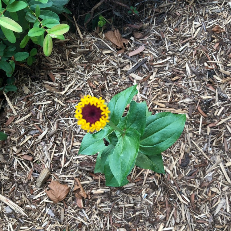 plant image 1512894 plant image 1512894