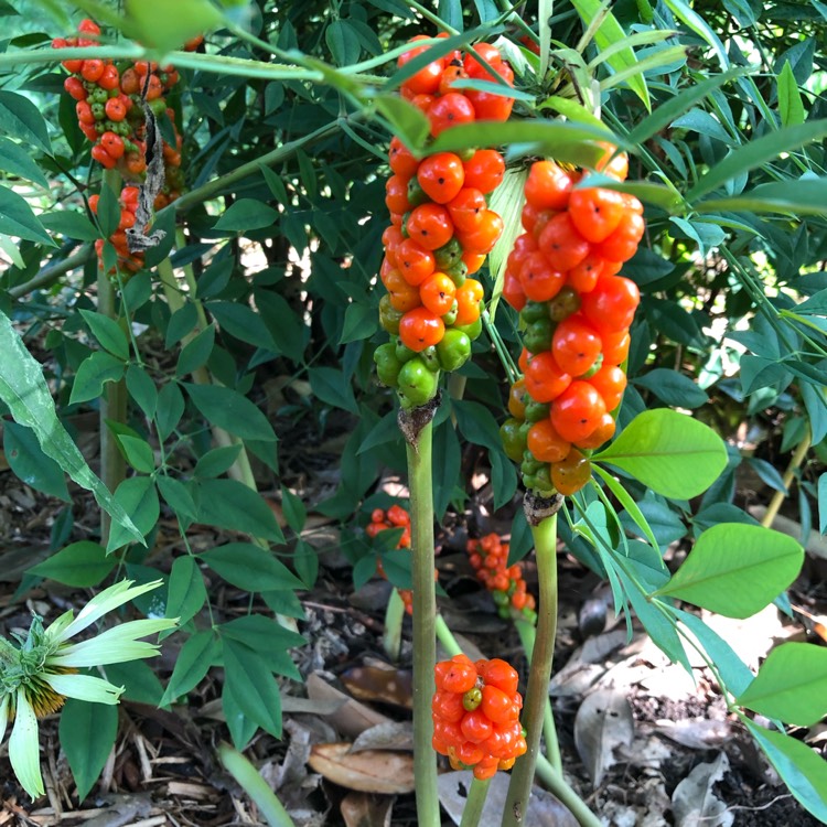 plant image 1514098 plant image 1514098