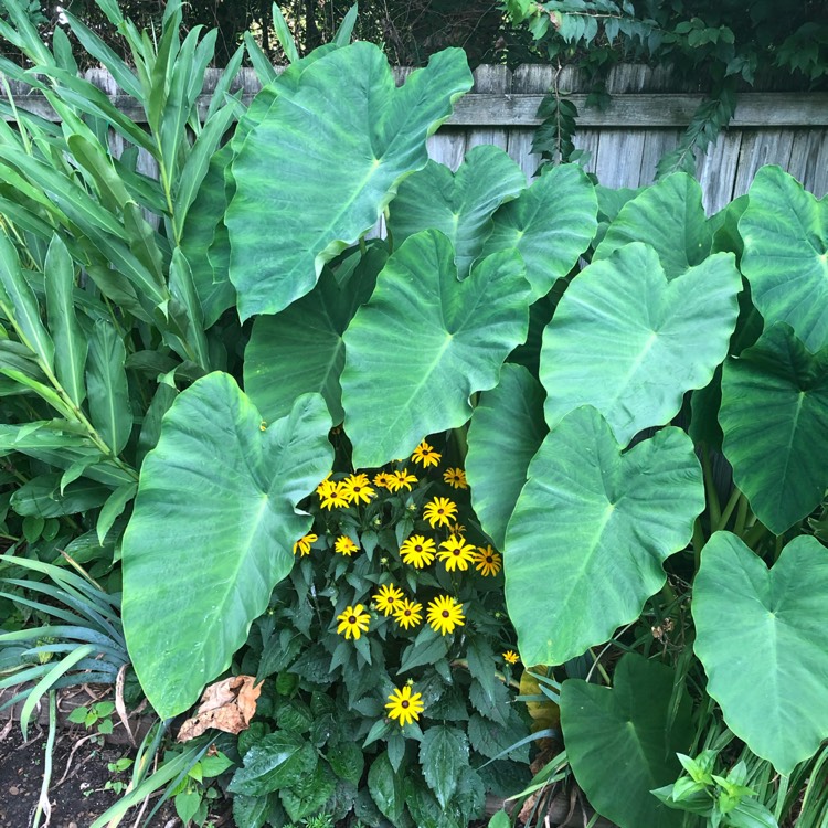plant image 1516883