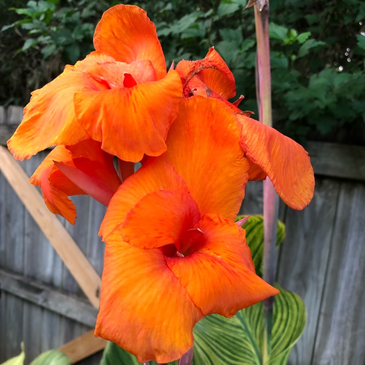 Plant image Canna 'Pretoria' syn. Canna 'Bengal Tiger', Canna 'Striata', Canna 'Palida', Canna 'Malawiensis', Canna 'Malawiensis Variegata', Canna 'Praetoria', Canna 'Pretoria Variegata', Canna 'Kaepit'