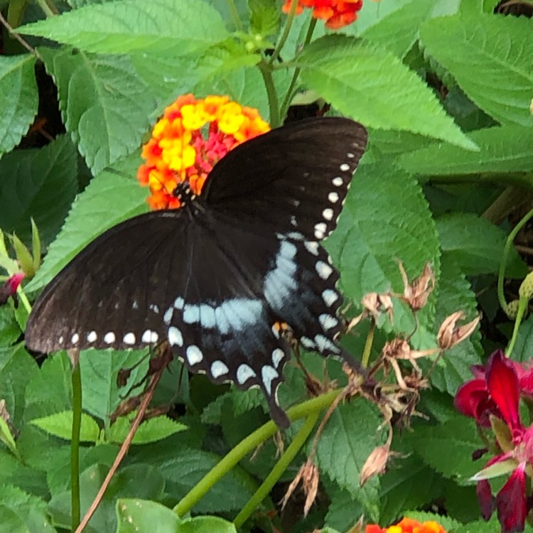 plant image 1518785