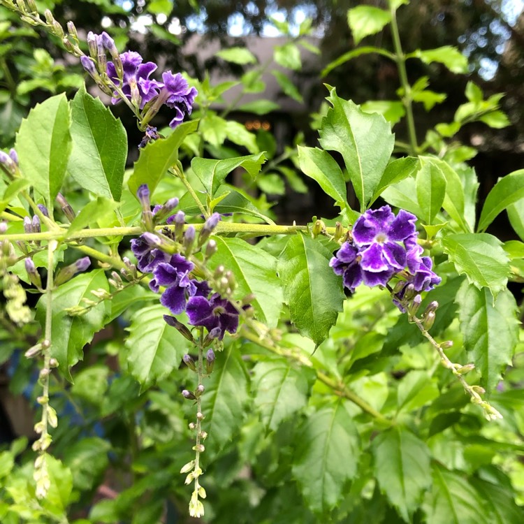 Plant image Duranta erecta 'Sapphire Showers'