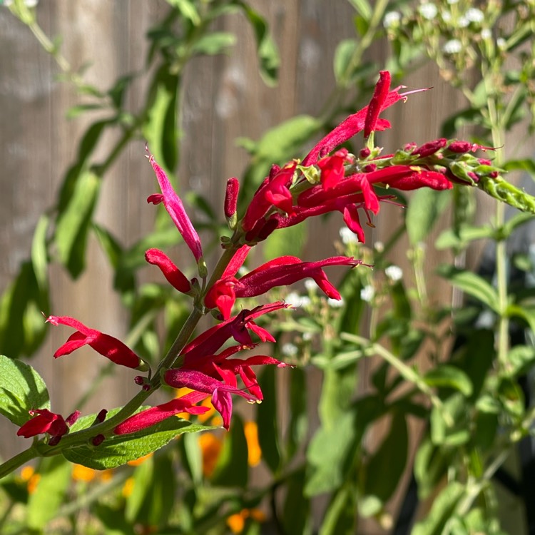 plant image 1539819