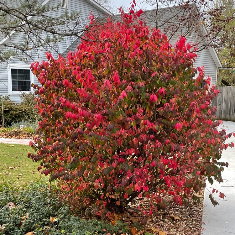 Plant image Euonymus alatus