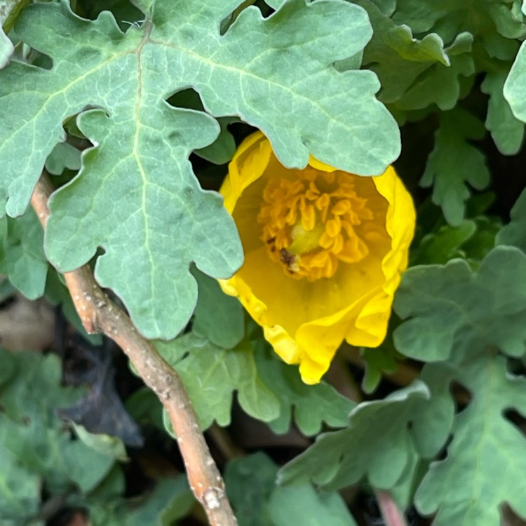 Plant image Ficaria verna