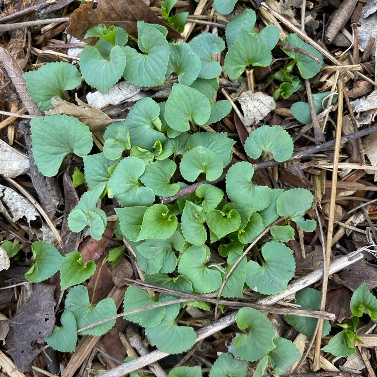 Plant image Viola pubescens eriocarpa