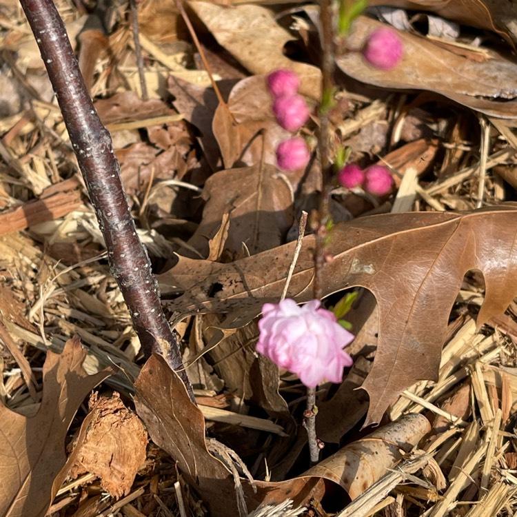 plant image 1571100