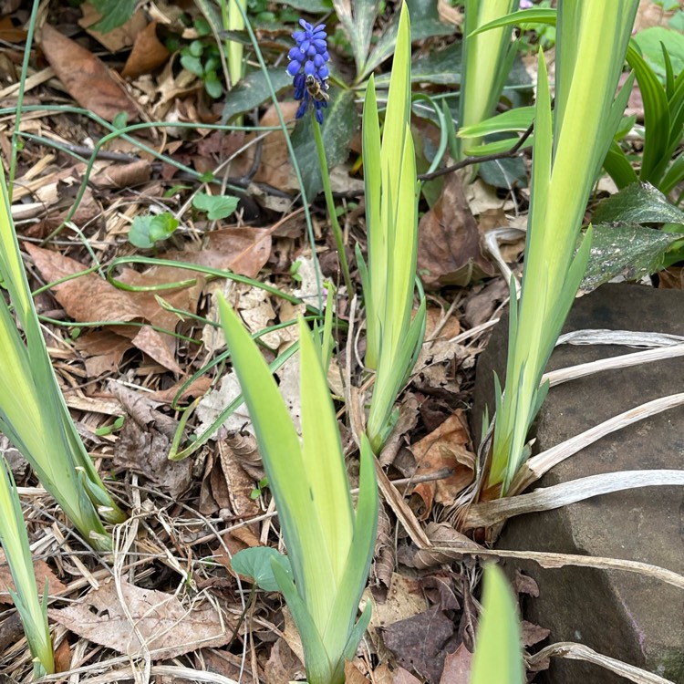plant image 1575224