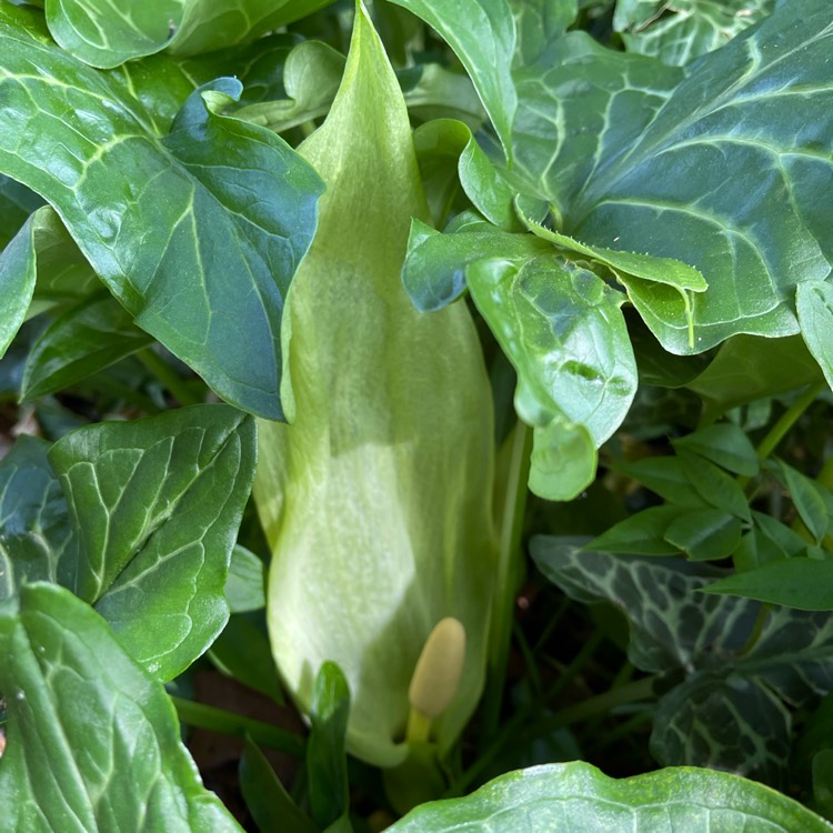 Plant image Arum italicum