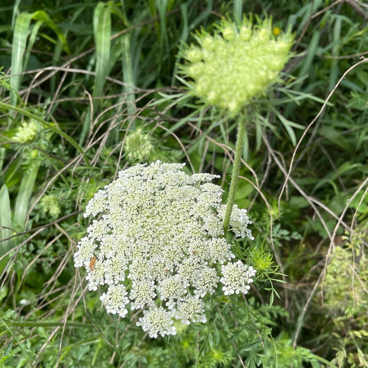 Plant image Daucus carota