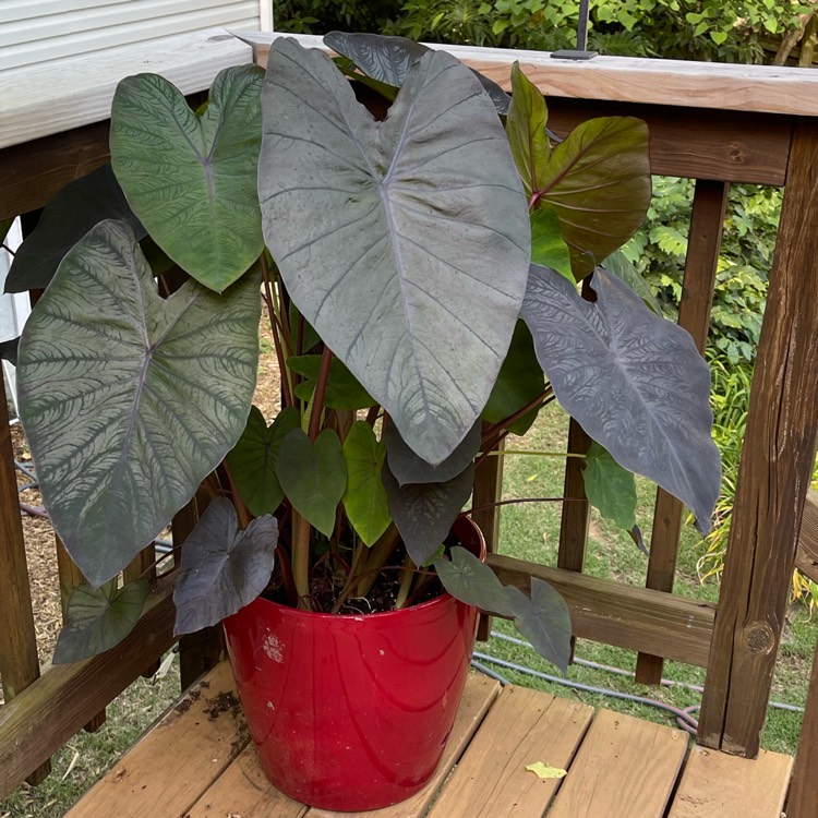 Plant image Alocasia