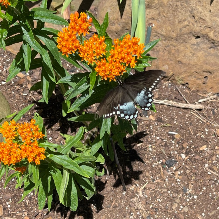 Plant image Asclepias tuberosa