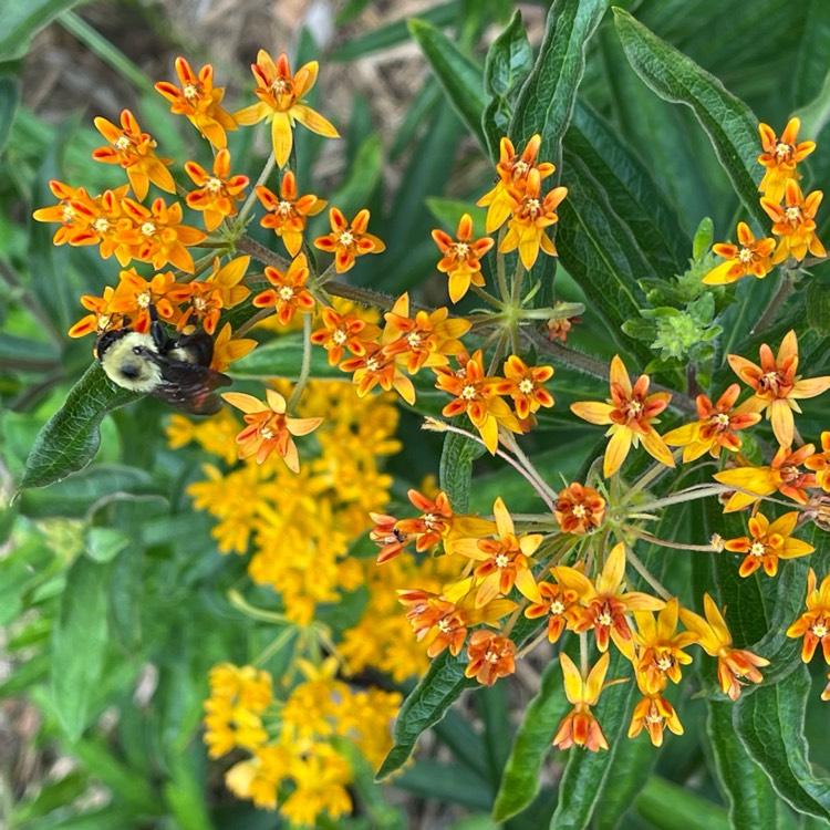 Plant image Asclepias tuberosa