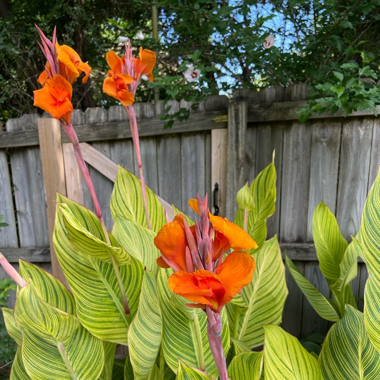 Plant image Canna 'Pretoria' syn. Canna 'Bengal Tiger', Canna 'Striata', Canna 'Palida', Canna 'Malawiensis', Canna 'Malawiensis Variegata', Canna 'Praetoria', Canna 'Pretoria Variegata', Canna 'Kaepit'
