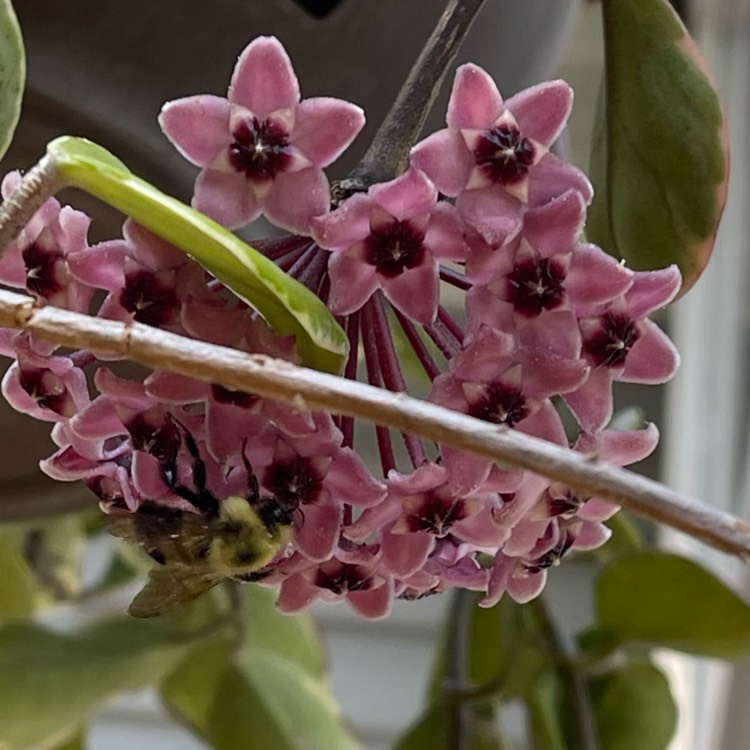 Plant image Hoya Carnosa Variegata