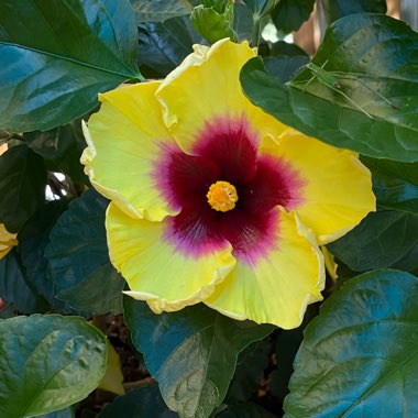 Hibiscus