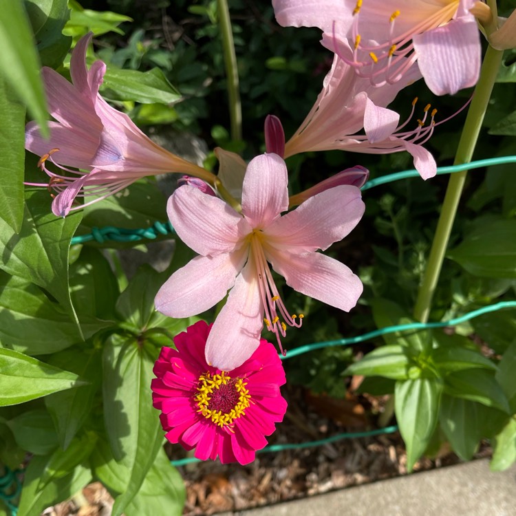 Plant image Lycoris squamigera
