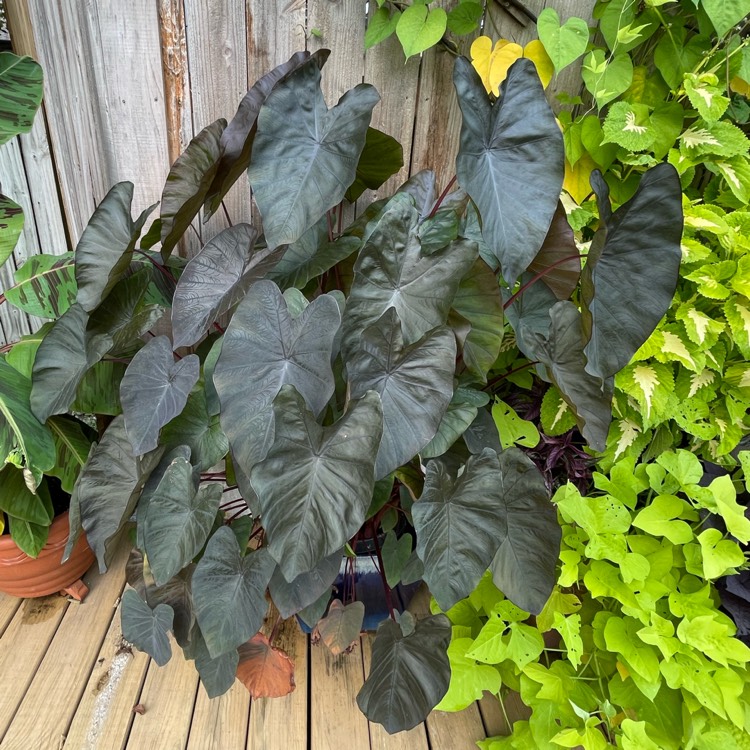 plant image 1618804