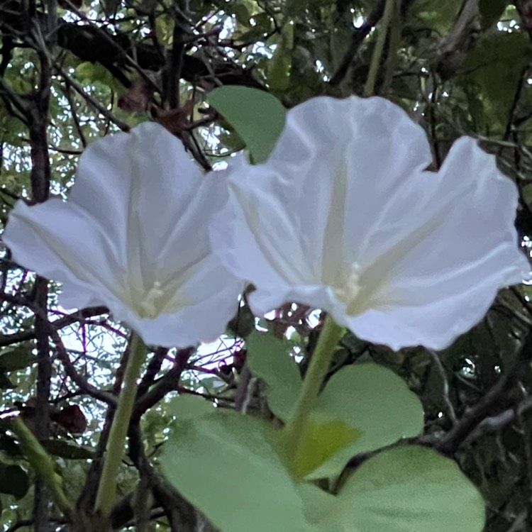 Plant image Ipomoea Alba