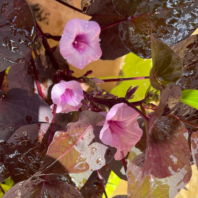 Plant image Ipomoea batatus 'Bright Ideas Black'