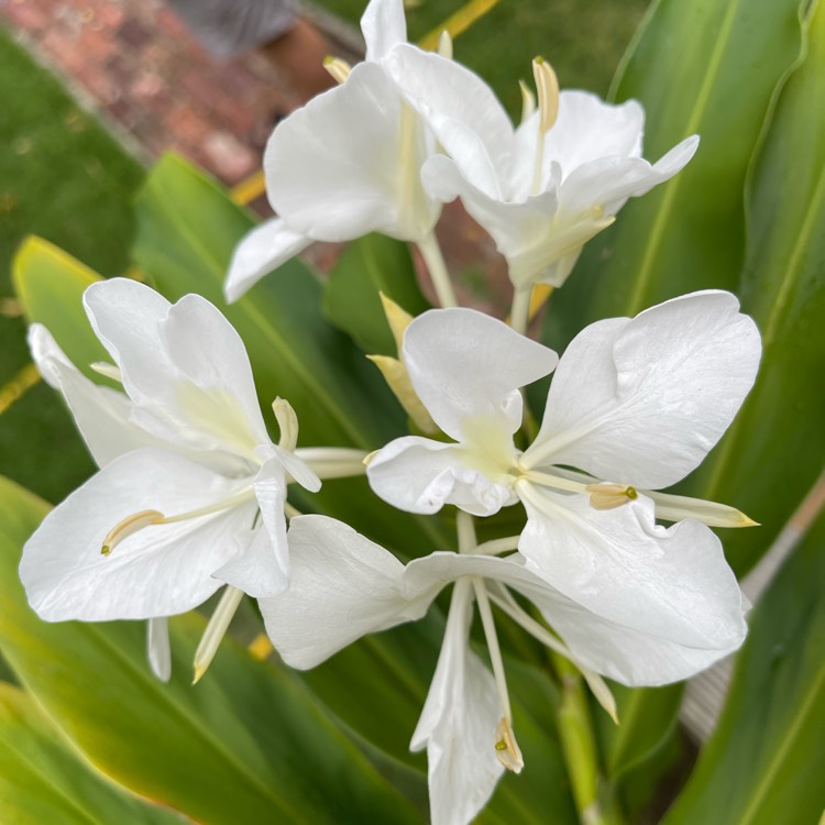 Plant image Hedychium coronarium