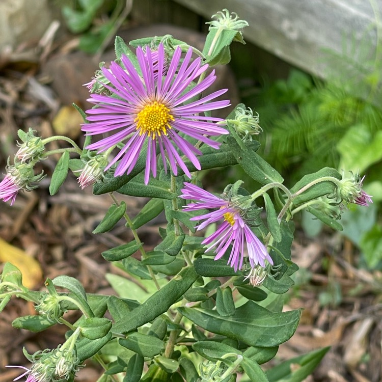 plant image 1626594