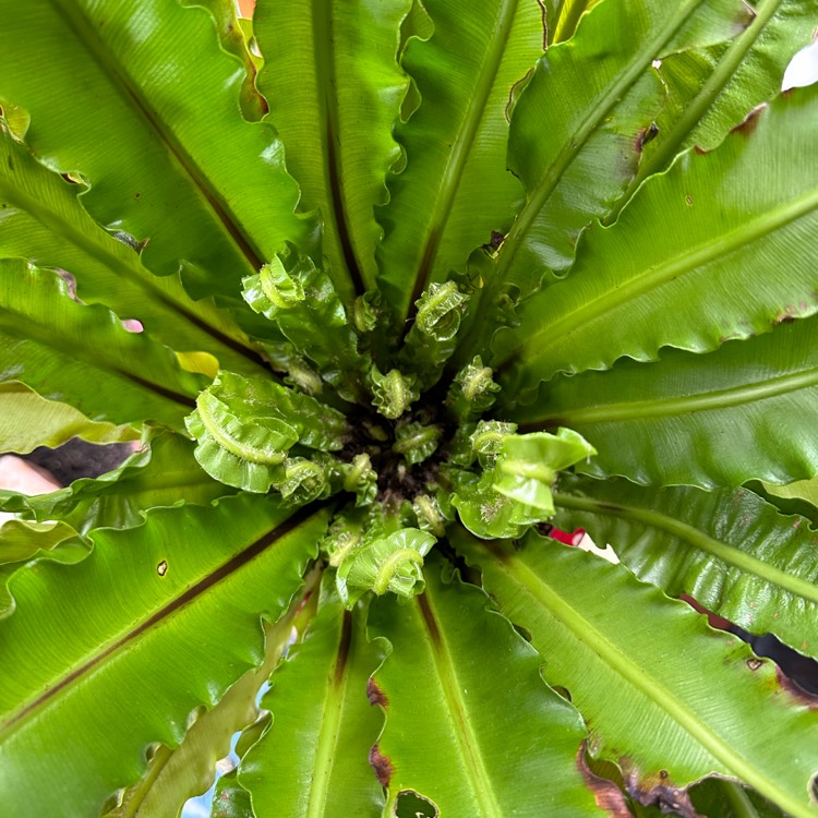 Plant image Asplenium antiquum 'Victoria'